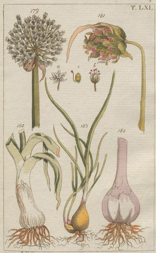 ajo propiedades beneficios remedios naturales botánica