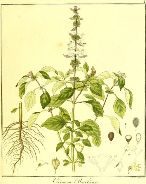 albahaca propiedades usos beneficios plantas medicinales