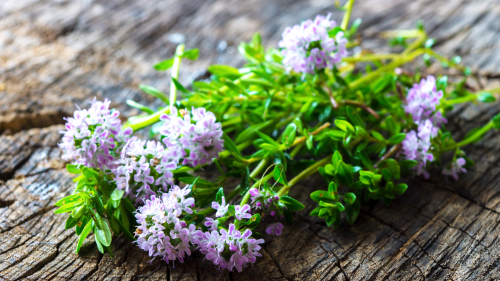 ajedrea de jardín propiedades especies relacionadas satureja montana