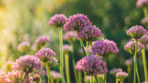 allium sativum planta medicinal fitoterapia