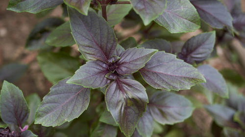 ocimum sanctum especies relacionada ocimum basilicum