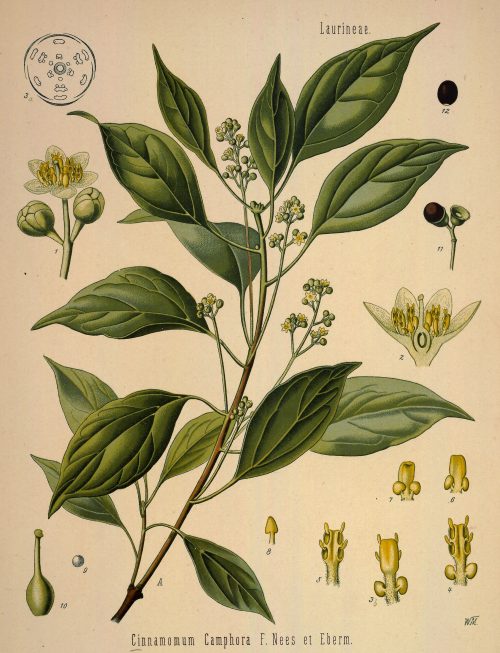 alcanfor, árbol del alcanfor, alcanforero beneficios propiedades usos