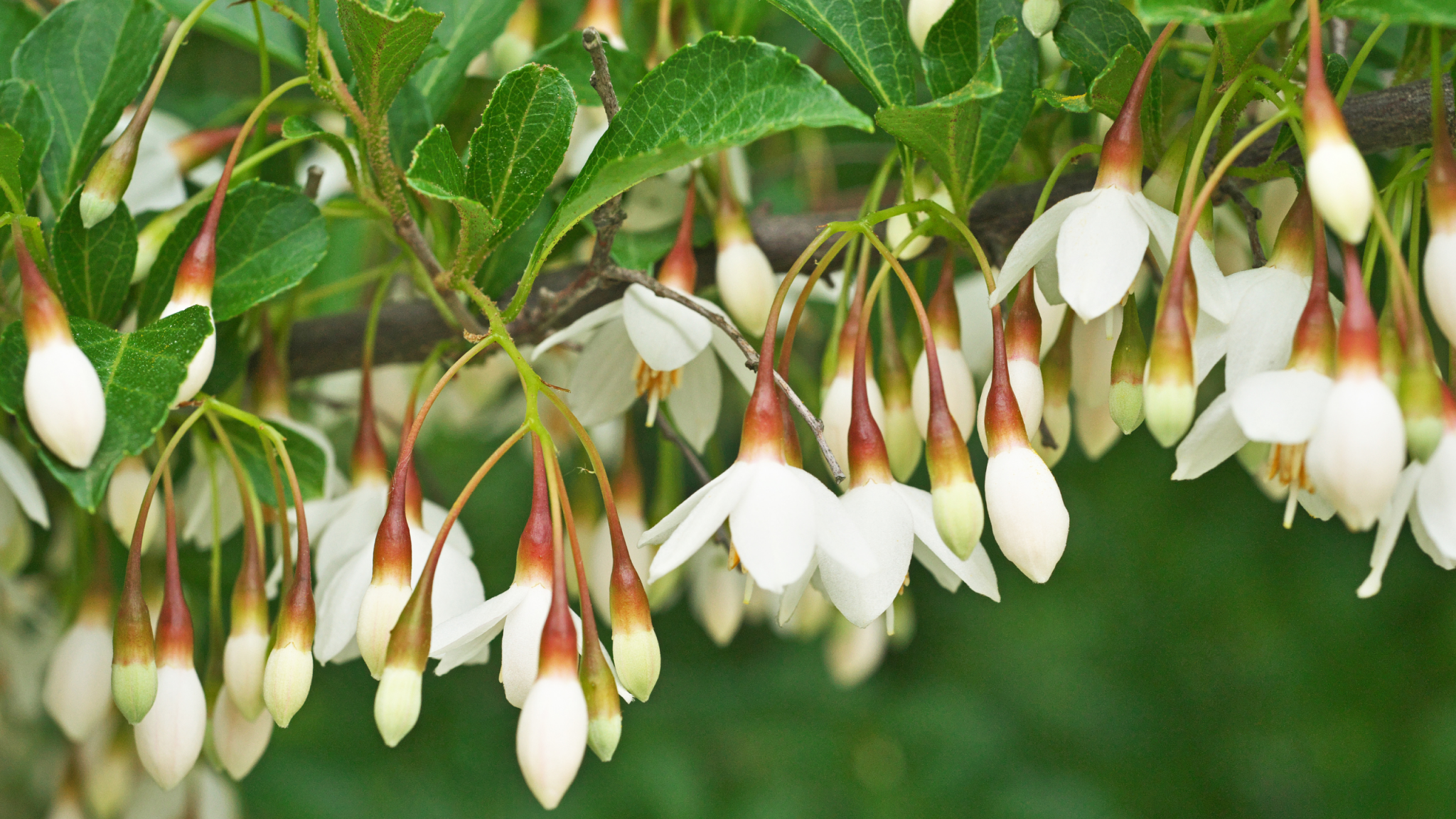 Tintura de Benjuí : Conservante natural y fijador de aromas - Zana tu mente