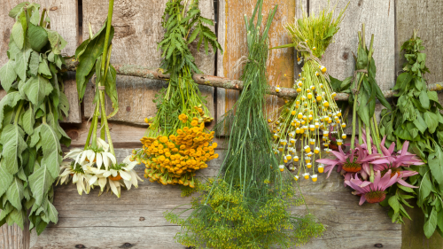 secar plantas, secado plantas