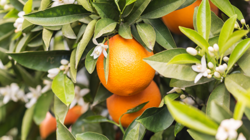 Naranjo amargo, naranja amarga