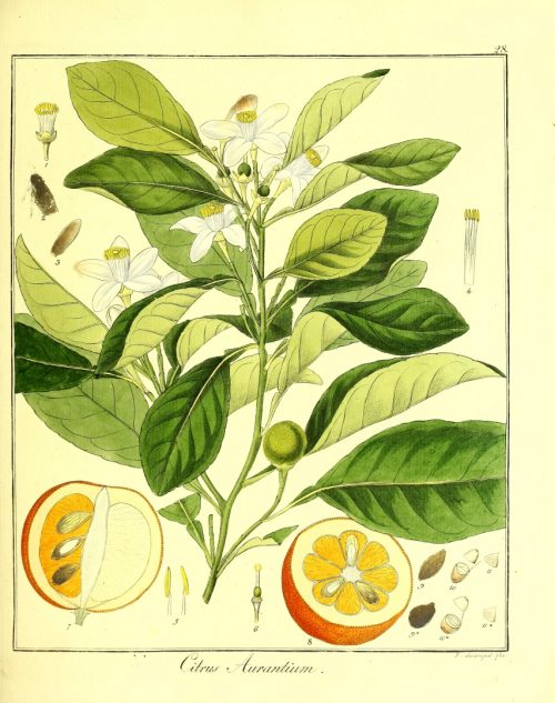 Azahar o naranjo amargo