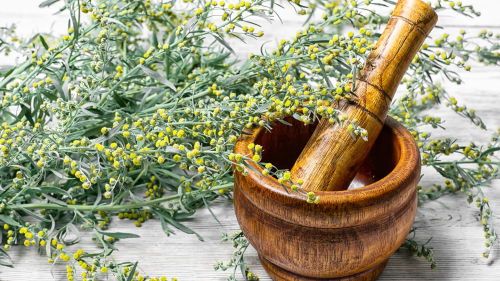 artemisia absinthium