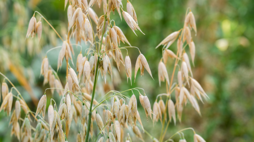 avena sativa. propiedades beneficios y usos de la avena