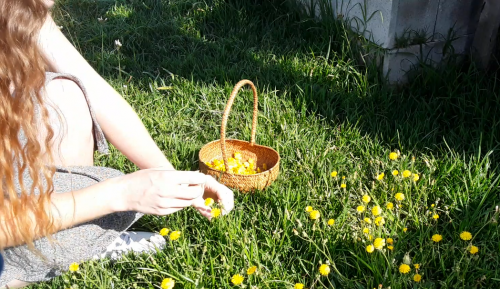 cómo hacer miel vegana o jarabe de diente de león