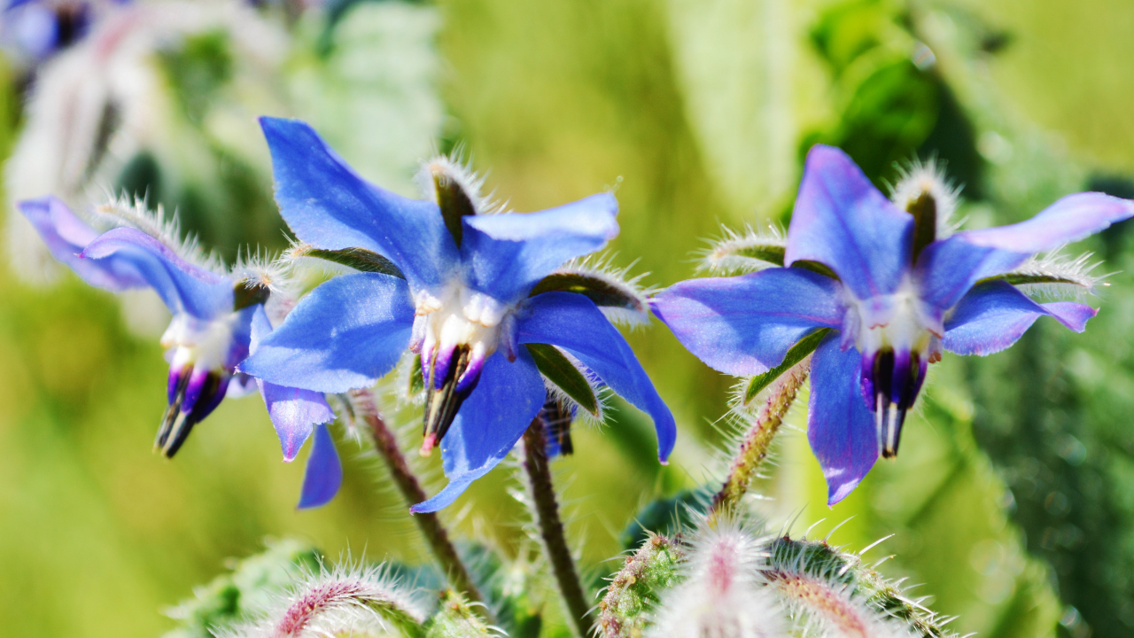 Borago officinalis