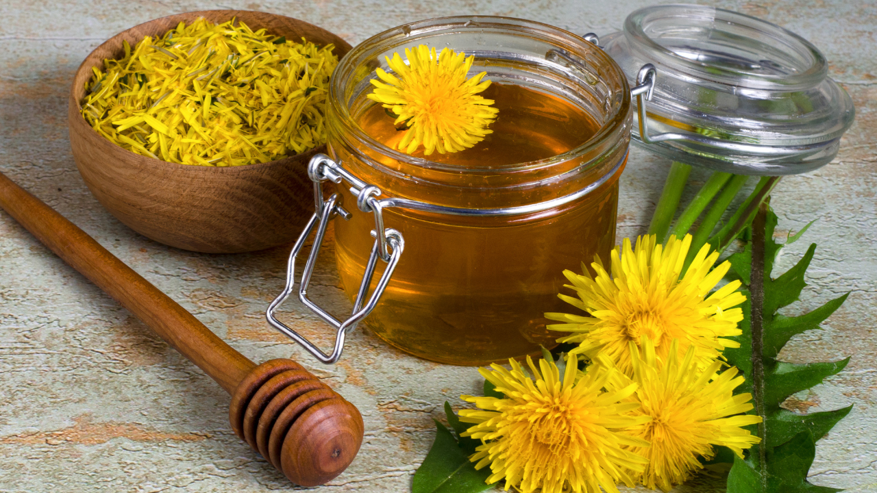 taraxacum officinalis