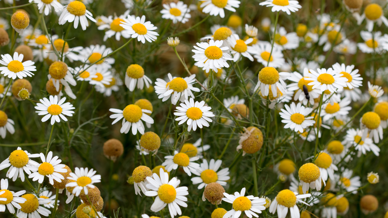 Matricaria chamomilla, matricaria recutita