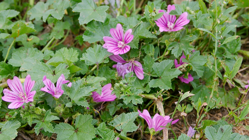 malva sylvestris