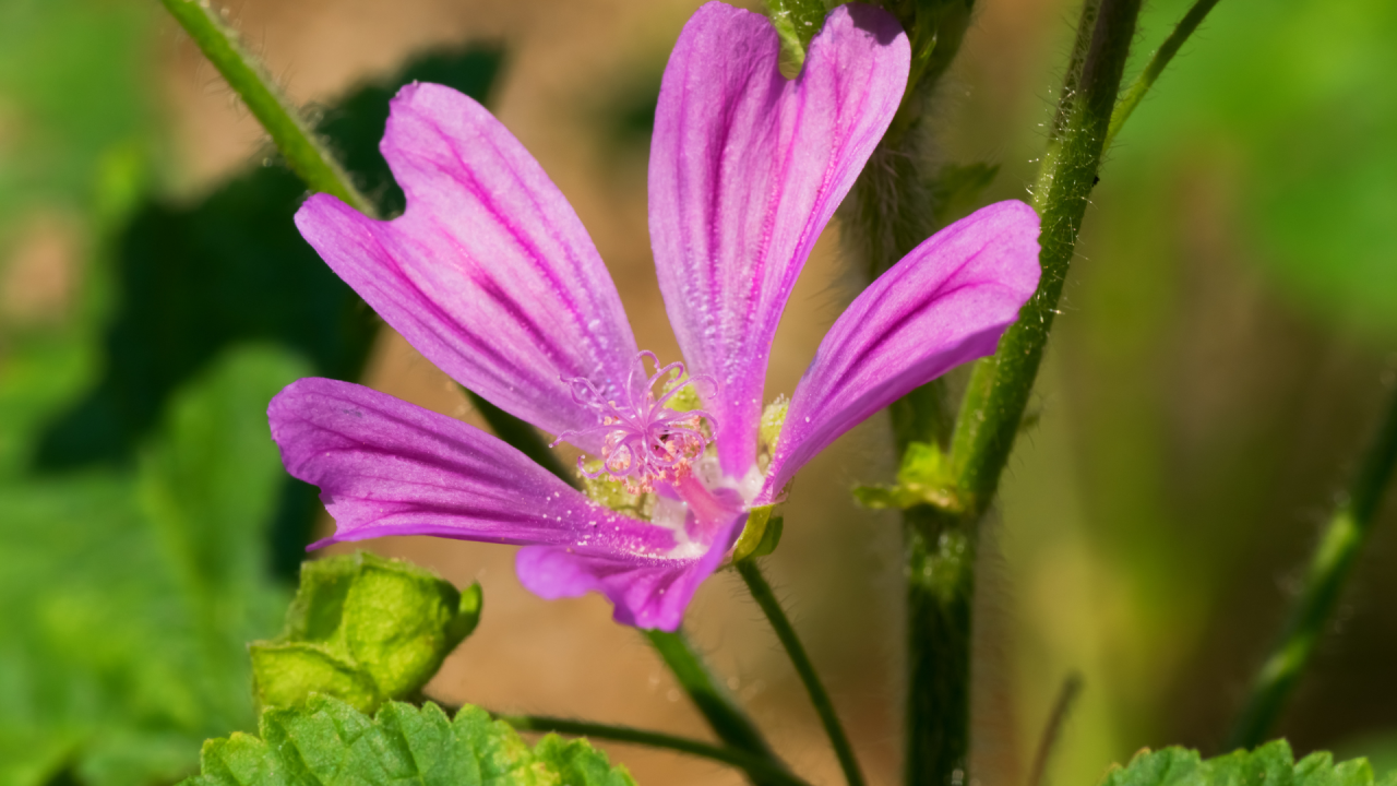 malva sylvestris