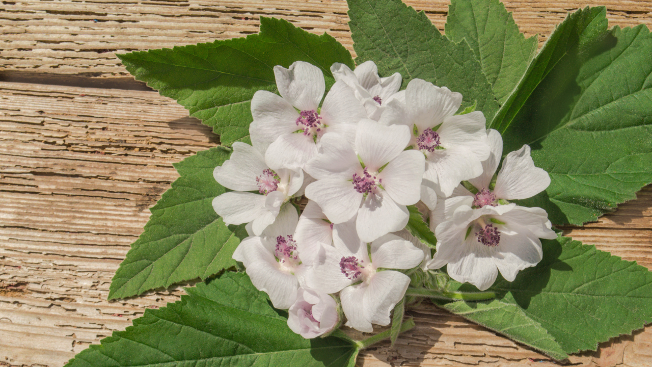 Althaea officinalis