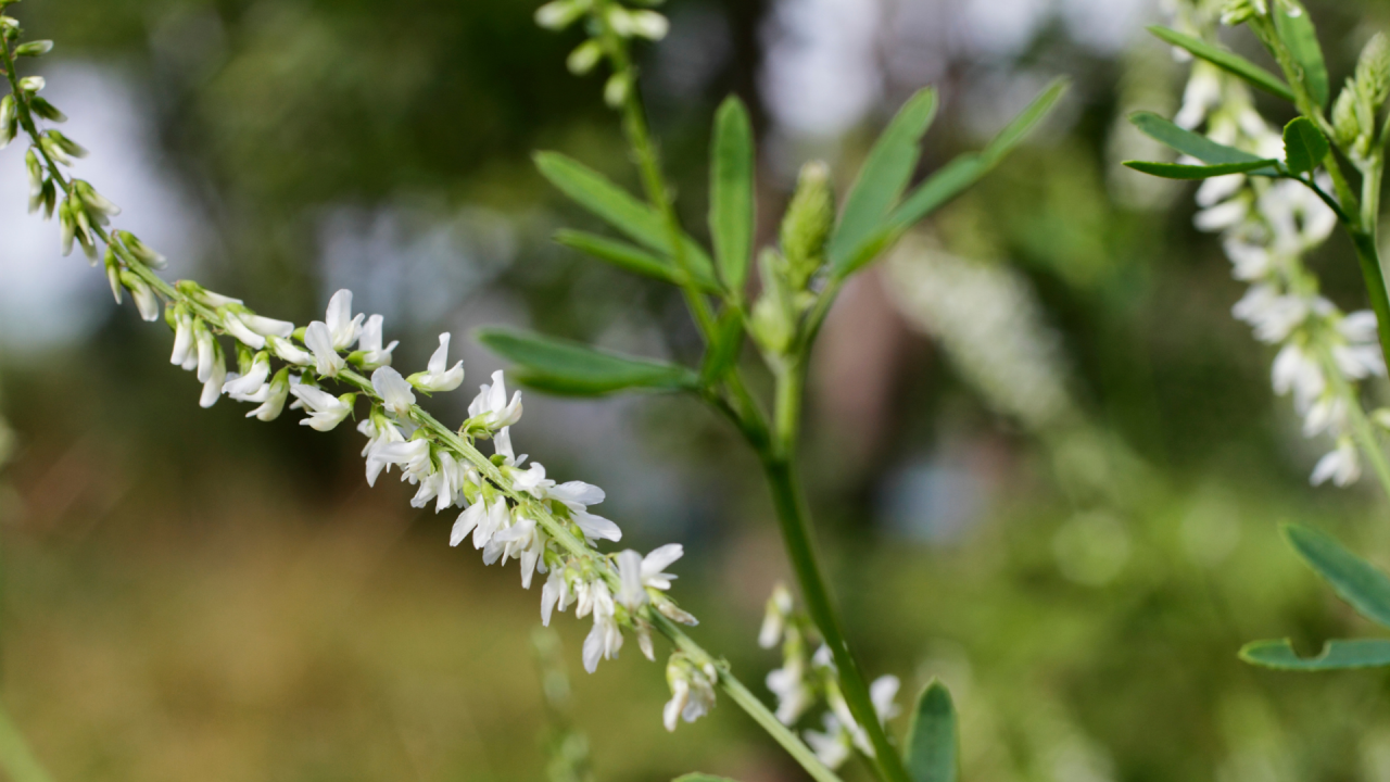 meliloto, melilotus officinalis